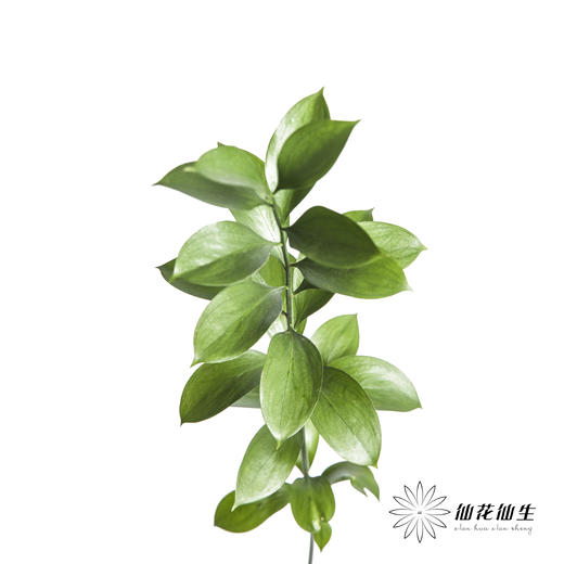 叶材 | 桔叶 商品图5