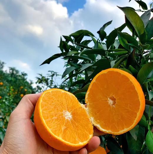 老树高山果品质爱媛38号果冻橙 5斤/8斤装  （8甜2酸） 商品图7