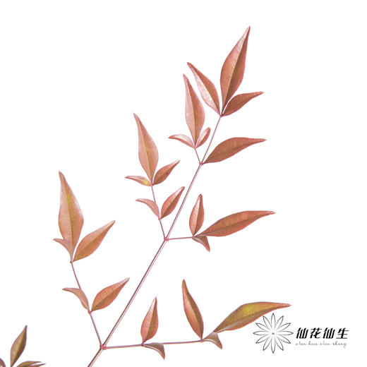 叶材 | 南天竹红色 商品图1