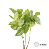 荷兰花材 | 沙巴叶 Tips 商品缩略图0