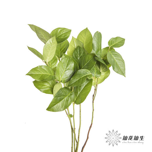 荷兰花材 | 沙巴叶 Tips 商品图0