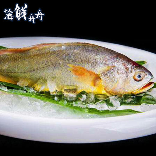 大陈岛黄鱼 商品图11
