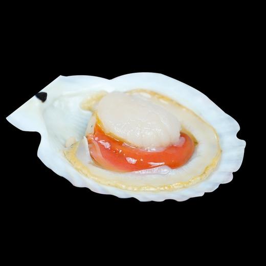 9/10原壳大扇贝850克 商品图4