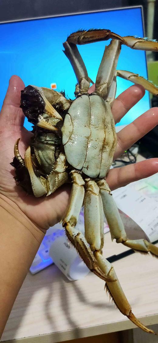 3.5两大闸蟹 ，全母蟹，1只 商品图4