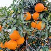 老树高山果品质爱媛38号果冻橙 5斤/8斤装  （8甜2酸） 商品缩略图11