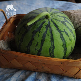 有机西瓜（预售） | 绿家自产* Organic  water melon | Self-production