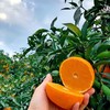 老树高山果品质爱媛38号果冻橙 5斤/8斤装  （8甜2酸） 商品缩略图10