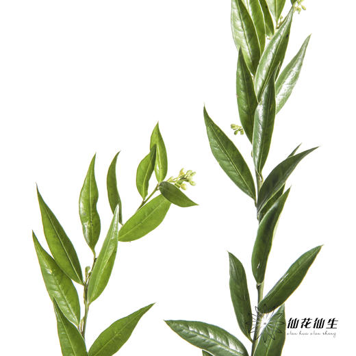 叶材 | 万年青 商品图0