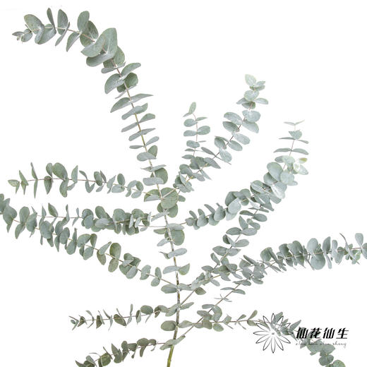 叶材 | 尤加利大叶多支 商品图3