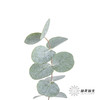 叶材 | 尤加利大叶多支 商品缩略图1