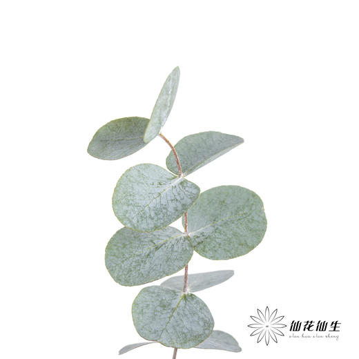 叶材 | 尤加利大叶多支 商品图1