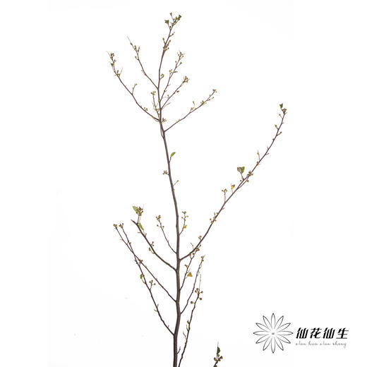 配果 | 灯苔【运输途中果子易掉，介意慎拍】 商品图4