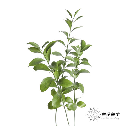 叶材 | 桔叶 商品图0