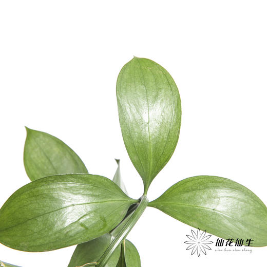 叶材 | 桔叶 商品图2