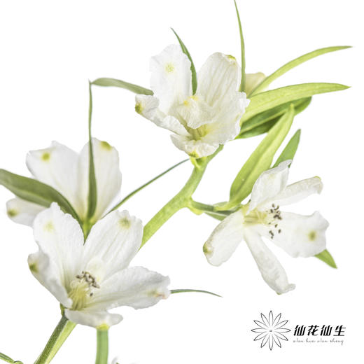 配花 | 小飞燕白色 商品图3