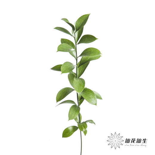 叶材 | 桔叶 商品图8