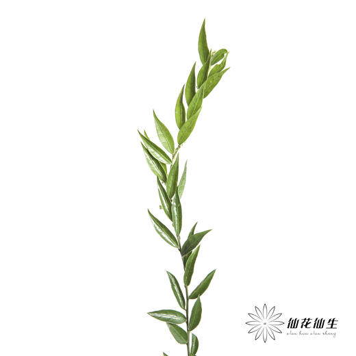 叶材 | 万年青 商品图2