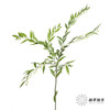叶材 | 万年青 商品缩略图3