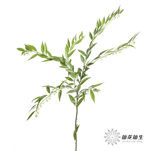 叶材 | 万年青 商品图3