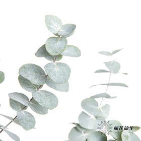 叶材 | 尤加利大叶多支