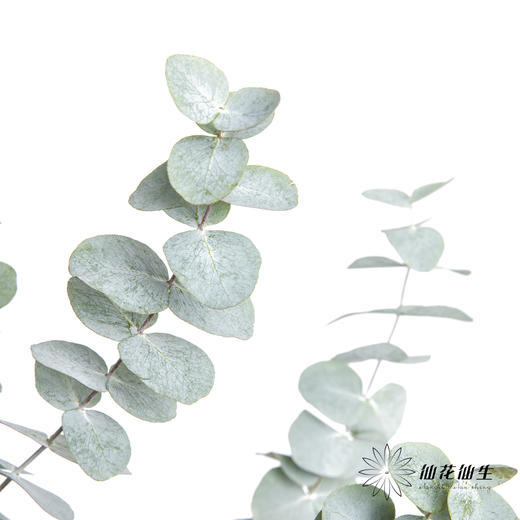 叶材 | 尤加利大叶多支 商品图0