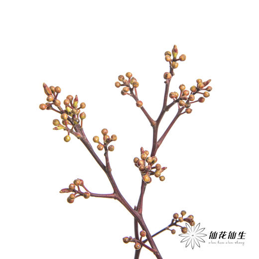 配果 | 灯苔【运输途中果子易掉，介意慎拍】 商品图0