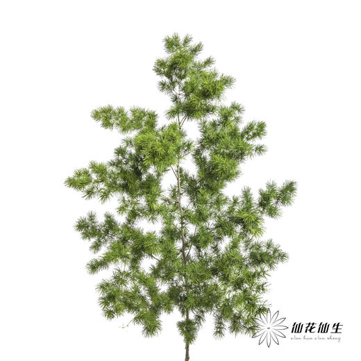 叶材 | 蓬莱松 商品图0