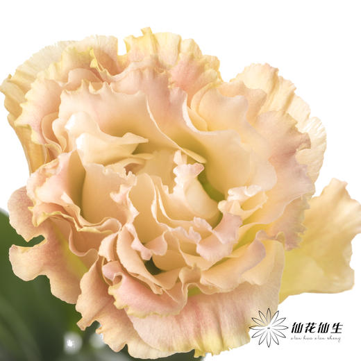 洋桔梗 | 香槟 商品图0