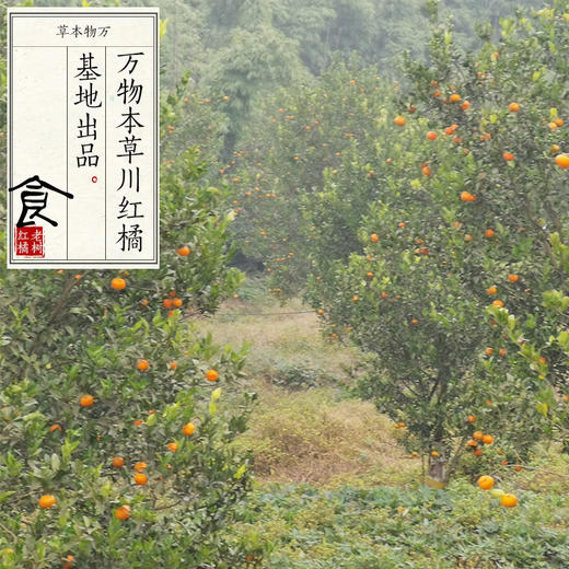 【第二批预售】自制千金药正宗川陈皮原料 · 四川内江资中大红袍老树红橘（预计12月4日左右按照订单顺序发货） 商品图3