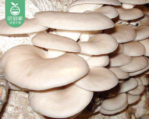 漳州新鲜平菇（500g±50g/份） 商品图2