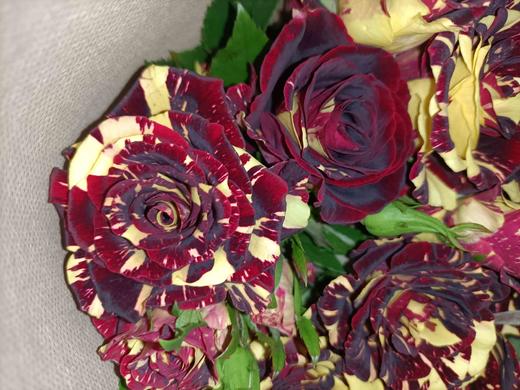 【市场多头】流星雨 10支/扎  约50公分 商品图2