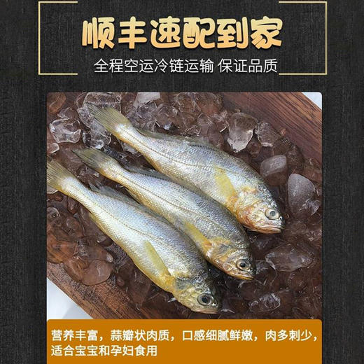 【野生】超低温 正宗海钓小黄花鱼 400g/4-6条 商品图3