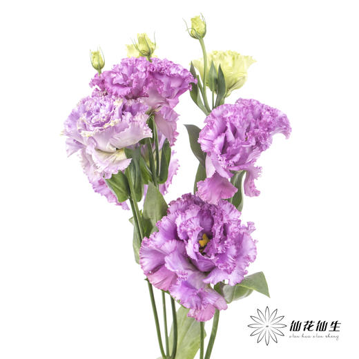 洋桔梗 | 波浪浅紫 商品图2