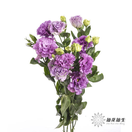 洋桔梗 | 波浪浅紫 商品图6