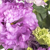 洋桔梗 | 波浪浅紫 商品缩略图3