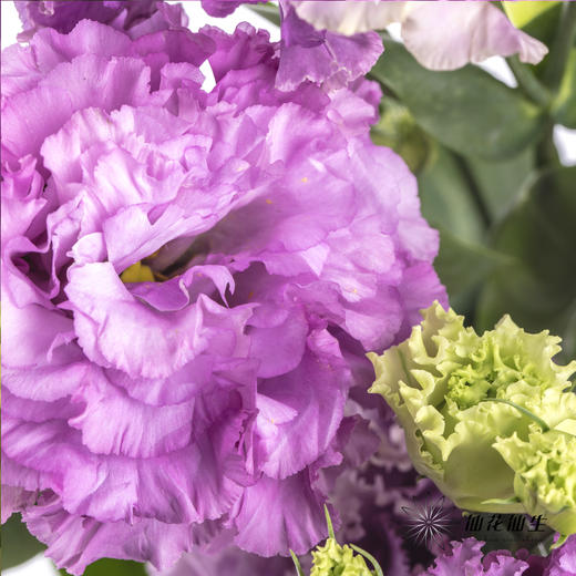 洋桔梗 | 波浪浅紫 商品图3