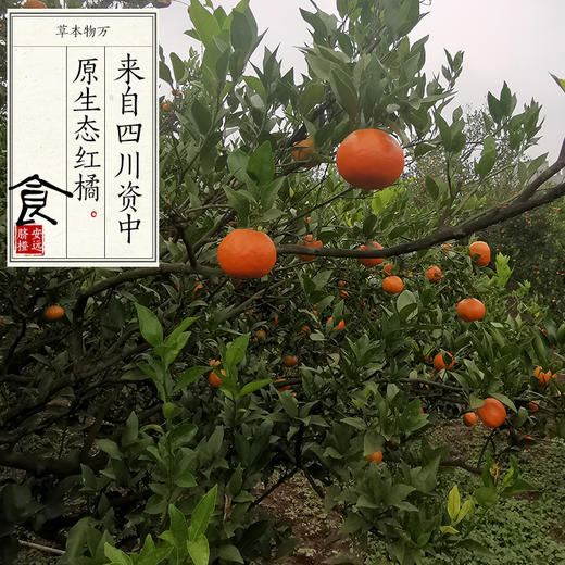 【第二批预售】自制千金药正宗川陈皮原料 · 四川内江资中大红袍老树红橘（预计12月4日左右按照订单顺序发货） 商品图0
