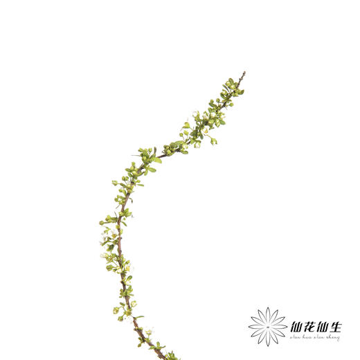 配花 | 雪柳花（单瓣）【不售后】 商品图5