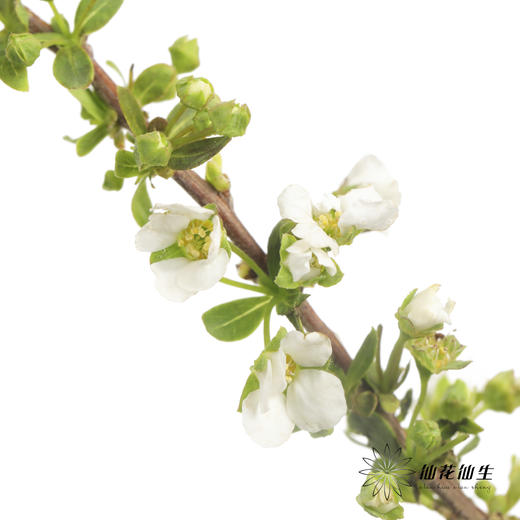 配花 | 雪柳花（单瓣）【不售后】 商品图3