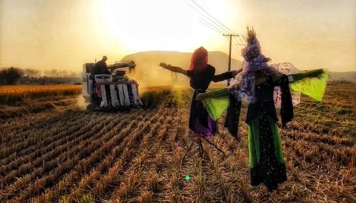 2021新稻收割报名开始！ 商品图0