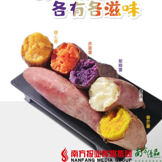 【全国包邮】黄河五彩蜜薯 5斤±3两/箱（72小时内发货） 商品图1