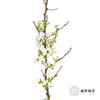 配花 | 雪柳花（单瓣）【不售后】 商品缩略图1