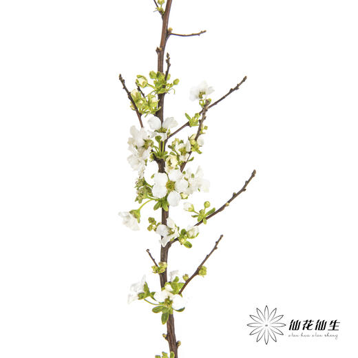 配花 | 雪柳花（单瓣）【不售后】 商品图1