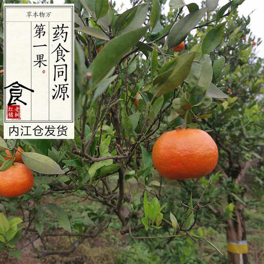 【第二批预售】自制千金药正宗川陈皮原料 · 四川内江资中大红袍老树红橘（预计12月4日左右按照订单顺序发货） 商品图1