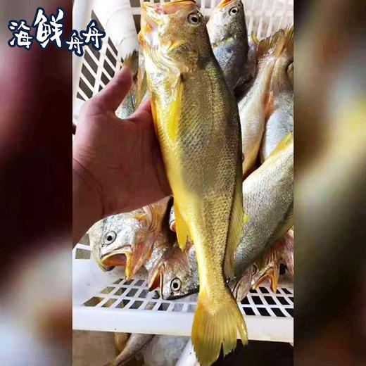 【野生】超低温 正宗海钓小黄花鱼 400g/4-6条 商品图7