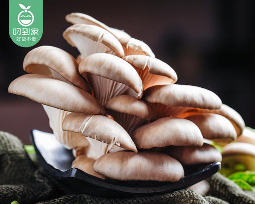 漳州新鲜平菇（500g±50g/份） 商品图3