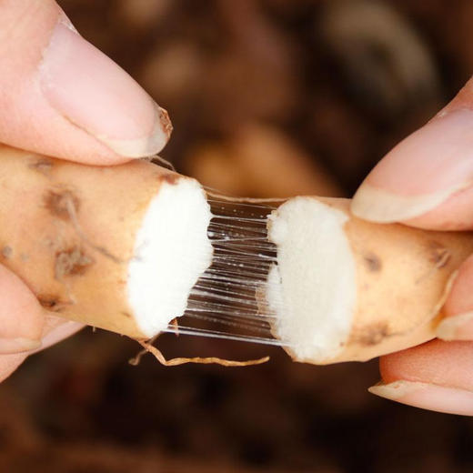 温县垆铁棍山药 5斤家庭装 商品图1