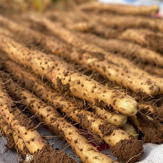 温县垆铁棍山药 5斤家庭装 商品图10