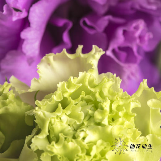 洋桔梗 | 波浪浅紫 商品图4