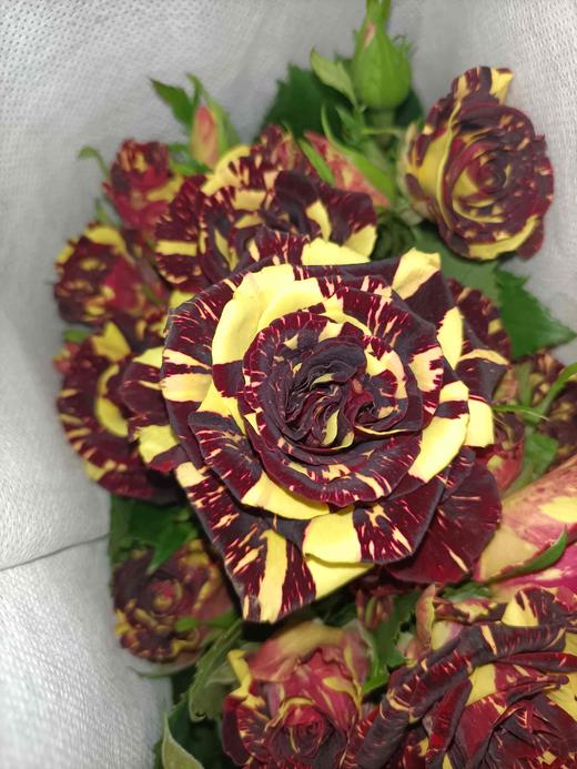 【市场多头】流星雨 10支/扎  约50公分 商品图3